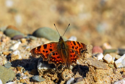 C-moths in March