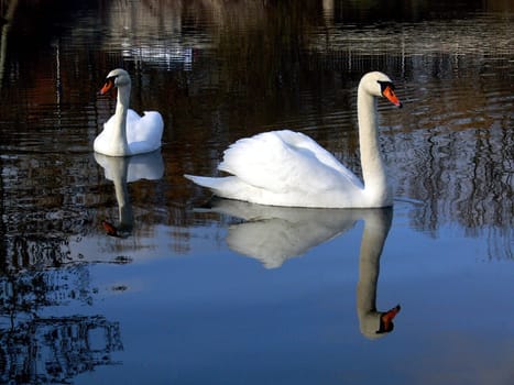 Pair of swans