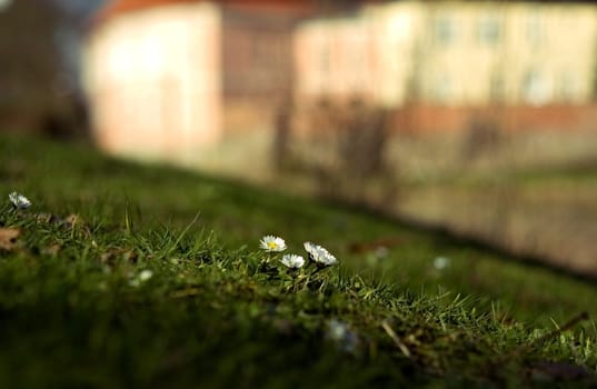where daisies dream...