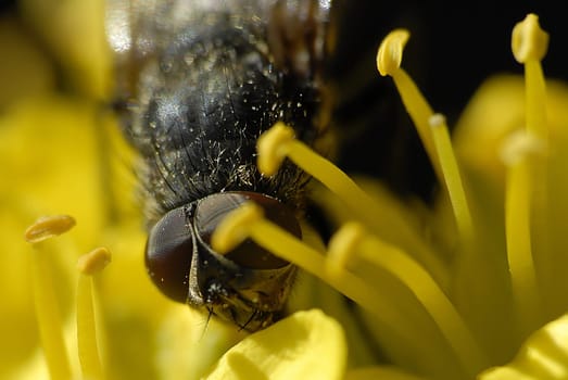 It's just a pity that one eye was covered by the pistil. But that's not how everything happens in living nature according to man's wishes  -)