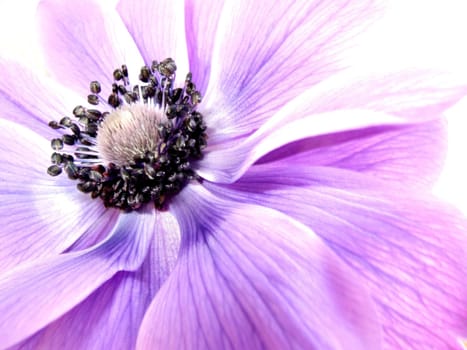 Anemone 3