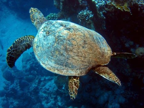Hawksbill turtle