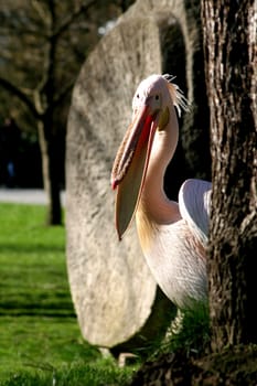 Pelican