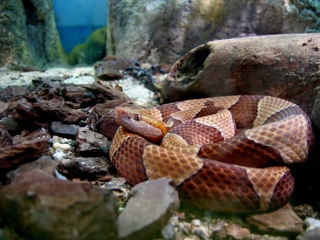 Snake