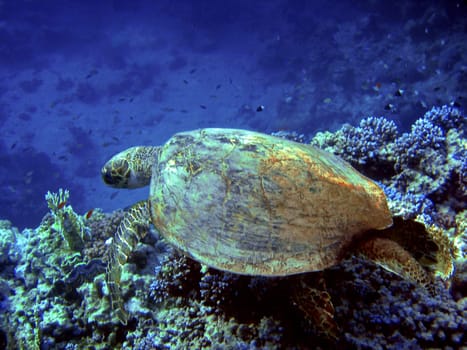 Hawksbill turtle