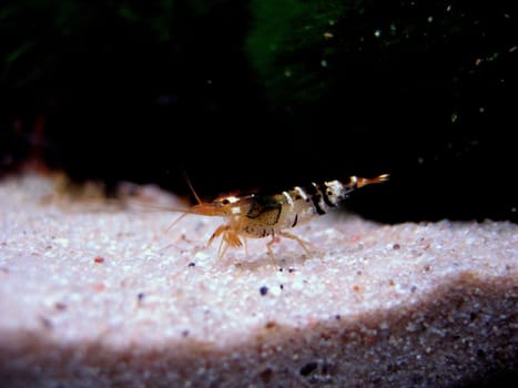 Bee shrimp