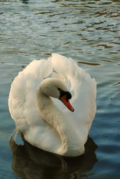 I'm always not so comfortable when a swan comes so close.......!:-)