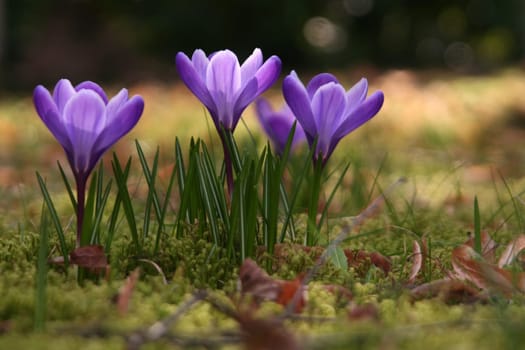 Harbinger of spring