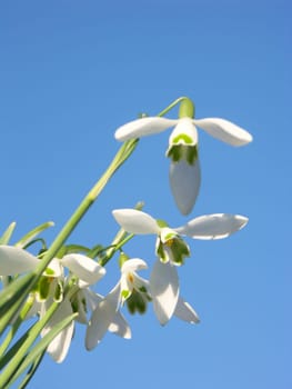 SNOWDROP