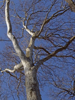 Common plane tree