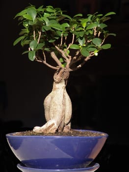 Bonsai