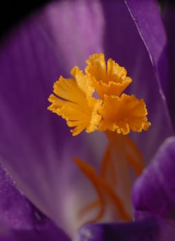 Crocus pistil