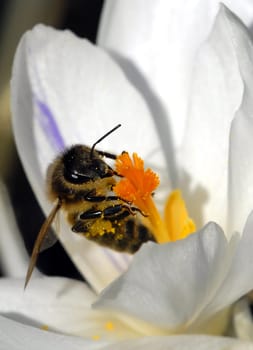 Crocus honey