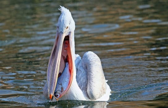 Fisherman
