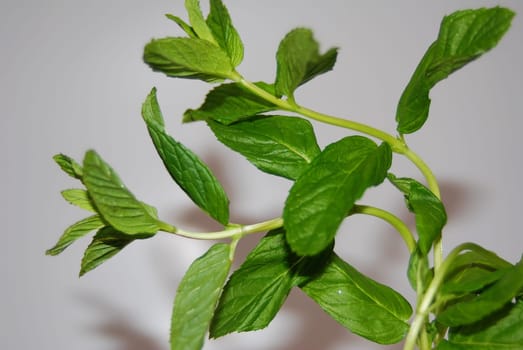 Peppermint tea