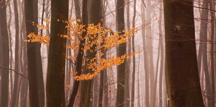 forest without cake without mushrooms without gras without aegeria