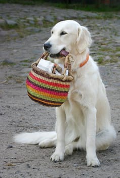 Servicedog
