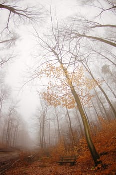 Trees