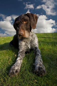 German Wirehaired