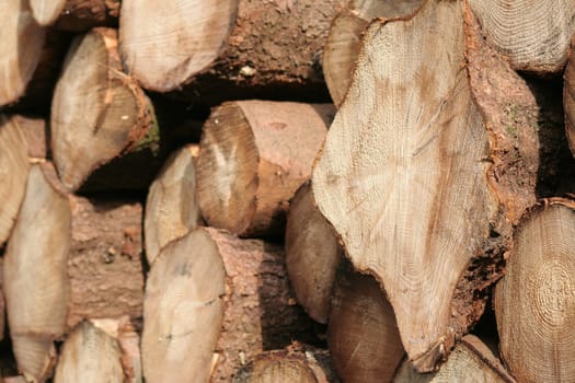 Woodpile
