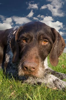 German Wirehaired