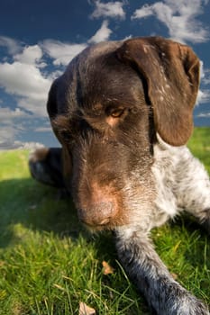 German Wirehaired