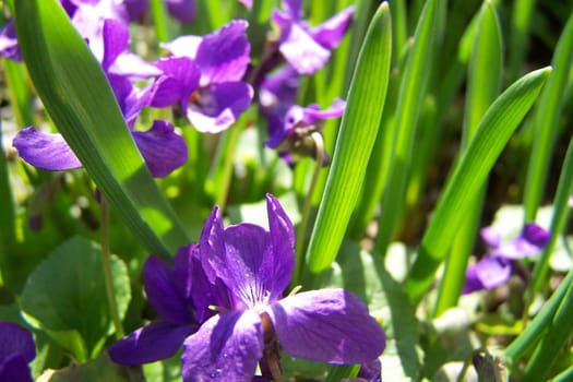 Arrow Macro