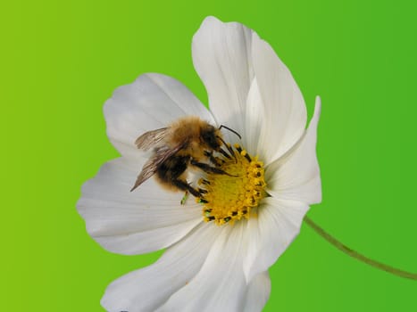 Bee in bloom