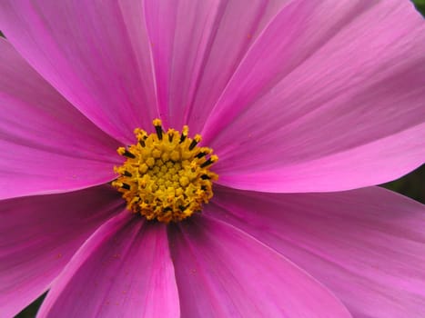 Pink-pink