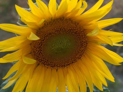 Sunflower