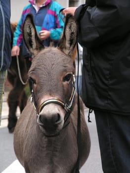 donkey