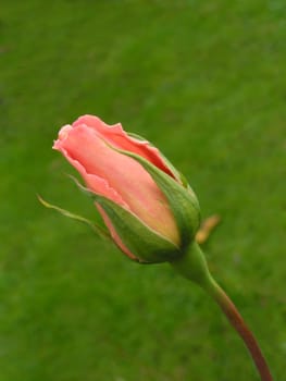 Bud