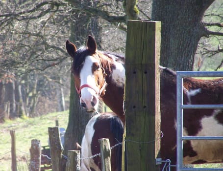 Horse View