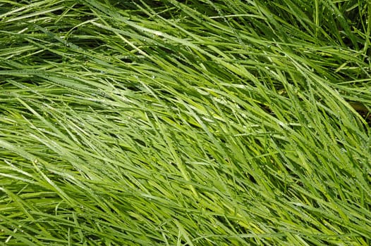 Fresh green meadow with dewdrops