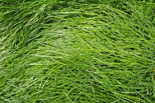 Fresh green grass