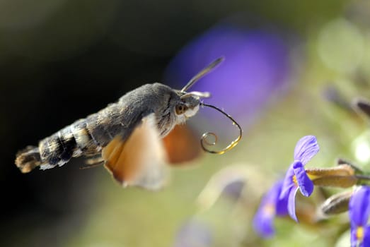 Of course,a very unfavorable moment to come with a macro with the super macros from Andreas  -) But maybe one or the other will still look at my "pigeon's tail approaching""  -)"