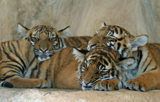 Siesta