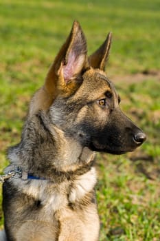 German Shepherd Puppy