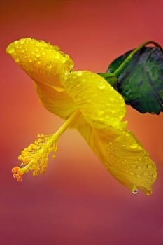 ... a flower that I brought back from Africa...