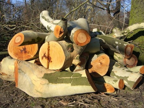 Tree sections - sunlight - wood