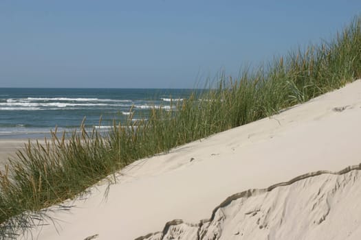 Dune with sea in the background