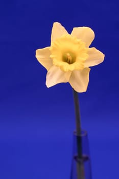 Narcissus