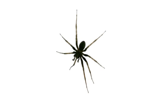 Black spider