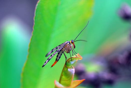 Scorpion fly