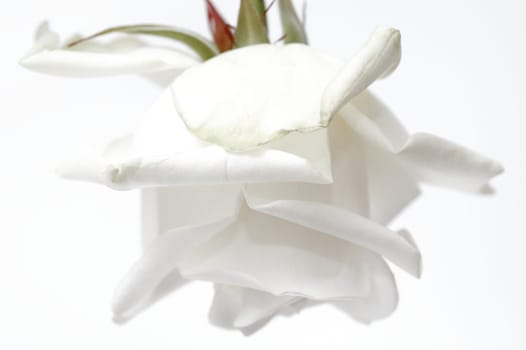 White Rose