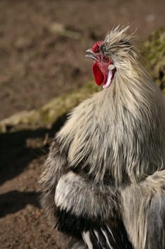 Silk rooster