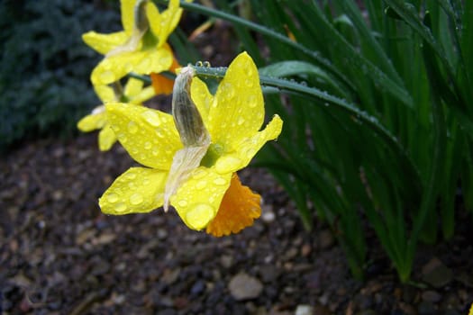 Dew flower