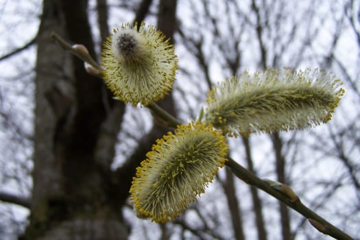 Tree blossoms