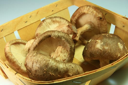 Shiitake