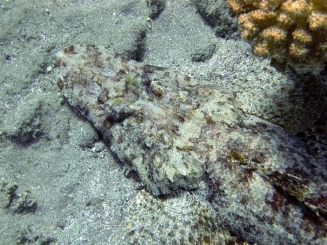 Crocodile fish